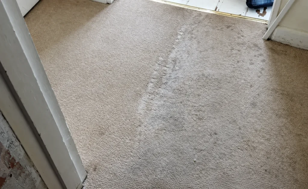 A cleaned light carpet beside furniture