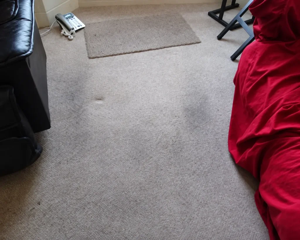 A cleaned carpet and rug in a living room
